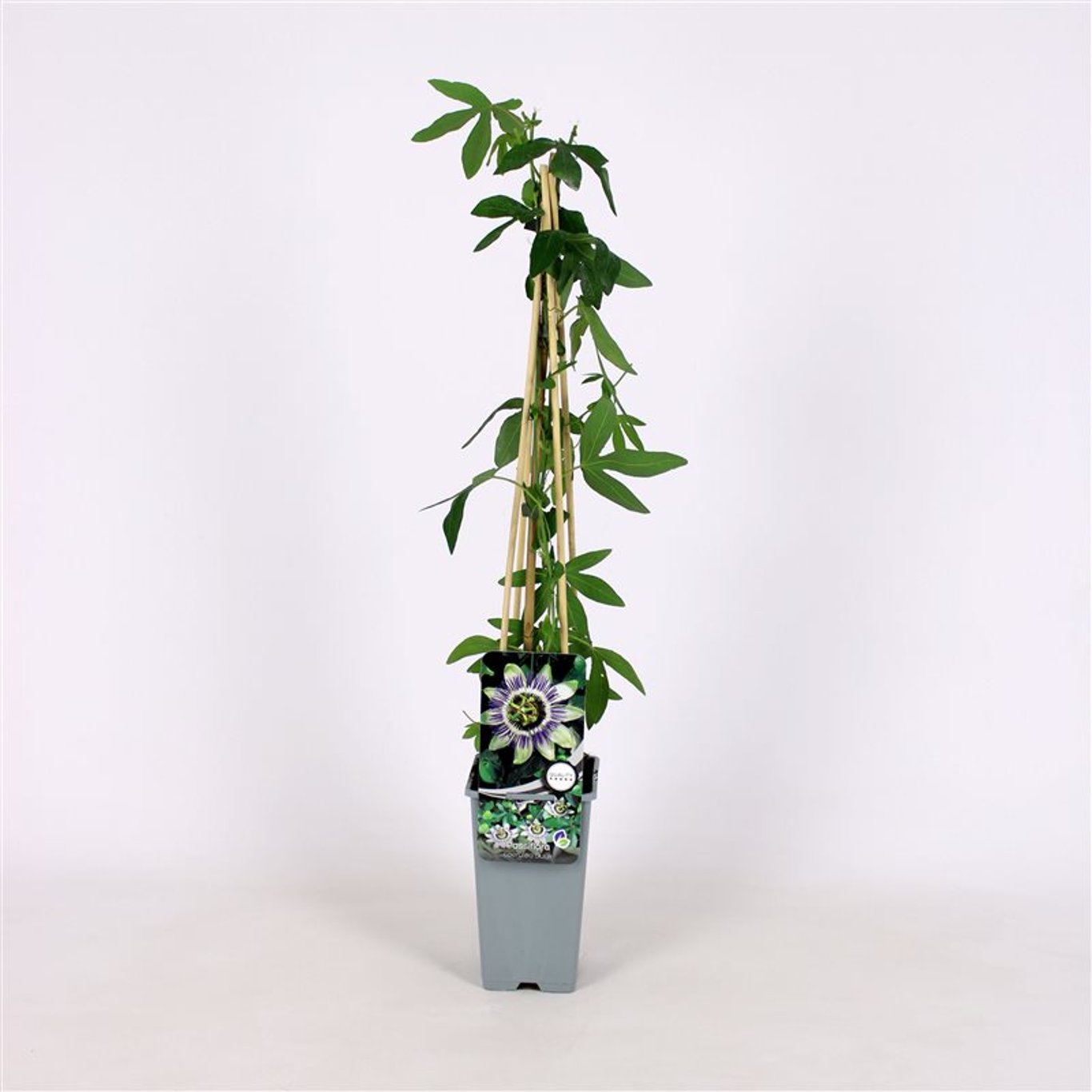 Passiflora 'Damsel's delight'® - C2 70/+ CM
